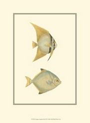 Antique Tropical Fish III - Art Print by  Vision studio | Movie Poster Prints from Posterazzi