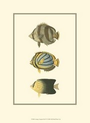 Antique Tropical Fish IV - Art Print by  Vision studio | Movie Poster Prints from Posterazzi