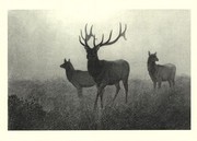 American Elk - Art Print by Neil Gower | Movie Poster Prints from Posterazzi