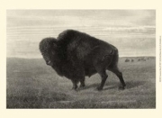 American Bison - Art Print by Neil Gower | Movie Poster Prints from Posterazzi