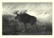 American Moose - Art Print by Neil Gower | Movie Poster Prints from Posterazzi