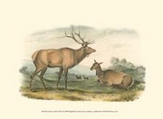 American Elk and Deer - Art Print by John Woodhouse Audubon | Movie Poster Prints from Posterazzi