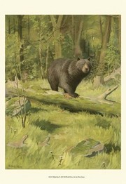 Black Bear - Art Print by Oliver Kemp | Movie Poster Prints from Posterazzi