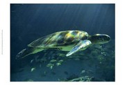 Aegean Sea Turtles I - Art Print by  Vision studio | Movie Poster Prints from Posterazzi
