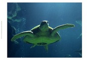 Aegean Sea Turtles II - Art Print by  Vision studio | Movie Poster Prints from Posterazzi