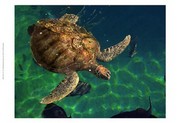 Aegean Sea Turtles III - Art Print by  Vision studio | Movie Poster Prints from Posterazzi