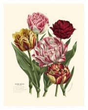 Burst of Spring II - Art Print by  Vision studio | Movie Poster Prints from Posterazzi
