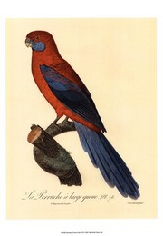 "Barraband Parrot, PL 78" - Art Print by Jacques Barraband | Movie Poster Prints from Posterazzi