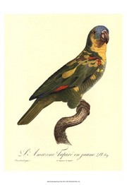 "Barraband Parrot, PL 89" - Art Print by Jacques Barraband | Movie Poster Prints from Posterazzi