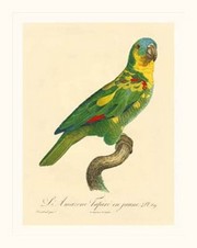 "Barraband Parrot, PL 89" - Art Print by Jacques Barraband | Movie Poster Prints from Posterazzi
