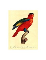 "Barraband Parrot, PL 95" - Art Print by Jacques Barraband | Movie Poster Prints from Posterazzi
