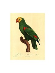 "Barraband Parrot, PL 86" - Art Print by Jacques Barraband | Movie Poster Prints from Posterazzi