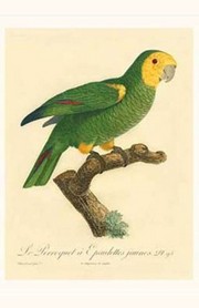 "Barraband Parrot, PL 98" - Art Print by Jacques Barraband | Movie Poster Prints from Posterazzi