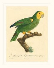 "Barraband Parrot, PL 98" - Art Print by Jacques Barraband | Movie Poster Prints from Posterazzi