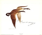Canada Geese - Art Print by Charles Murphy | Movie Poster Prints from Posterazzi
