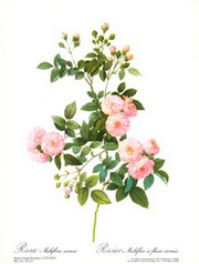 "Rose, Multiflora Carne" - Art Print by Pierre-Joseph Redoute | Movie Poster Prints from Posterazzi