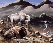 Mountain Bison - Art Print | Movie Poster Prints from Posterazzi