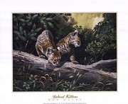 Bobcat Kittens - Art Print by Don Balke | Movie Poster Prints from Posterazzi