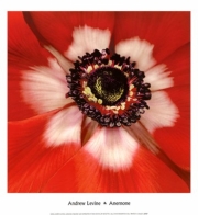 Anemone - Art Print by Andrew Levine | Movie Poster Prints from Posterazzi