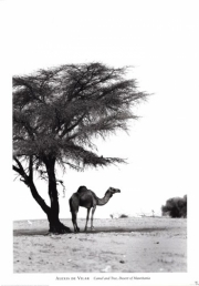 "Camel and Tree, Desert of Mauritania" - Art Print by Alexis De Vilar | Movie Poster Prints from Posterazzi