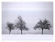 Silhouettes Of Winter II - Art Print by Ilona Wellmann | Movie Poster Prints from Posterazzi