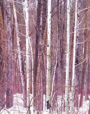 Aspen Grove - Art Print by Bruce Heineman | Movie Poster Prints from Posterazzi