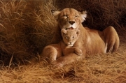 A Mothers Pride - Art Print by W. Michael Frye | Poster Prints from Posterazzi