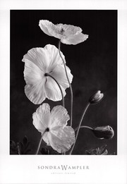 Sondra Wampler Iceland Poppies I 26.00 x 38.00 Poster Print