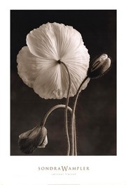 Sondra Wampler Iceland Poppies II 26.00 x 38.00 Poster Print