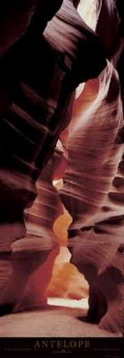 Antelope - Art Print by Alain Thomas | Movie Poster Prints from Posterazzi