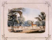 Antilope Melampus - Art Print by Cpt. Cornwallis Harris | Movie Poster Prints from Posterazzi