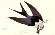 American Swallow-Tailed Kite - Art Print by John James Audubon | Movie Poster Prints from Posterazzi