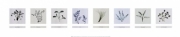 8 Herbs (Sm) - Art Print by Nina Farrell | Movie Poster Prints from Posterazzi