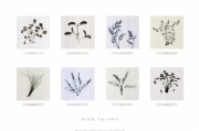 8 Herbs - Art Print by Nina Farrell | Movie Poster Prints from Posterazzi