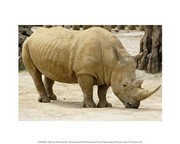 African Rhinoceros 10.00 x 8.00 Poster Print