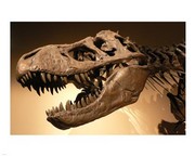 Palais de la Decouverte Tyrannosaurus Rex - Art Print by Unknown | Poster Prints from Posterazzi