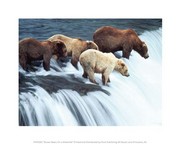Brown Bears On a Waterfall 10.00 x 8.00 Poster Print
