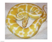 Albino Ball Python 10.00 x 8.00 Poster Print