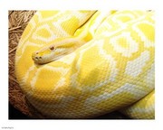 Albino Burmese Python 10.00 x 8.00 Poster Print