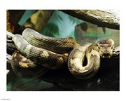 Amethystine Python 10.00 x 8.00 Poster Print