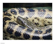 Anaconda 10.00 x 8.00 Poster Print
