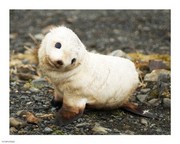 Baby Fur Seal, South Georgia - Art Print | Poster Prints from Posterazzi