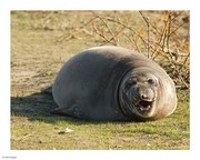 Baby Elephant Seal 10.00 x 8.00 Poster Print