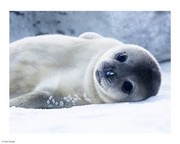 Baby Seal 10.00 x 8.00 Poster Print