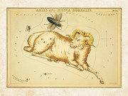 Aires and Musca Borealis Constellation - Art Print | Poster Prints from Posterazzi