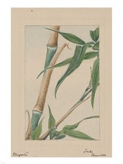 Bamboo Tree Detail - Art Print | Poster Prints from Posterazzi