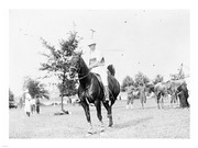 ARMY POLO - Art Print | Poster Prints from Posterazzi
