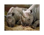 Two Rhinos - Art Print | Movie Poster Prints from Posterazzi