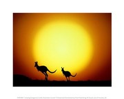 Jumping Kangaroos Under Australian Sunset 10.00 x 8.00 Poster Print