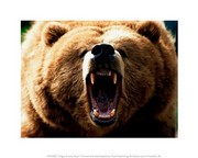 Angry Grizzly Bear 10.00 x 8.00 Poster Print